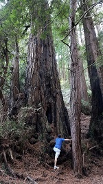 Chris Bell at Muir Woods