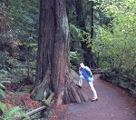 Chris Pymm at Muir Woods