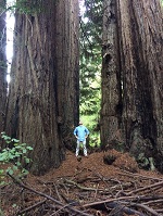 Chris Pymm Muir Woods Trees