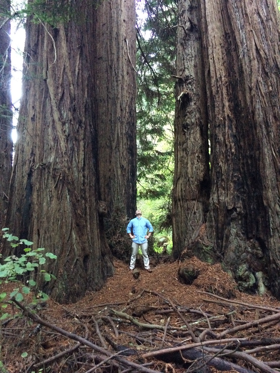 Chris Pymm Muir Woods with Tall Trees